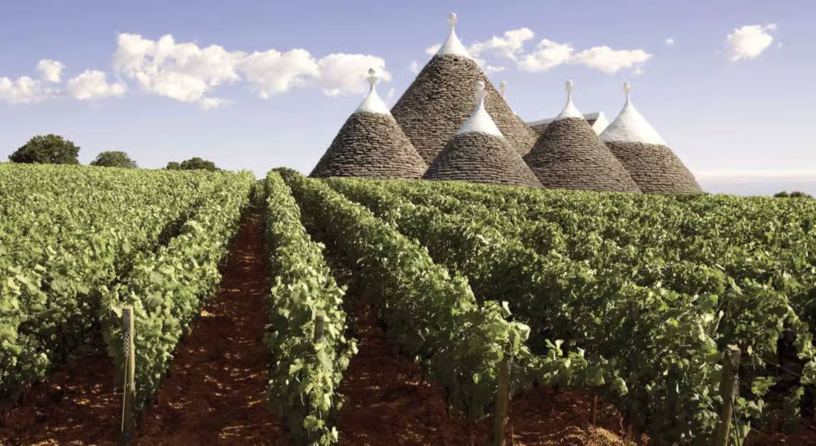 Apulia region wine tour with magical view on italian vineyards of Puglia and Bari countryside