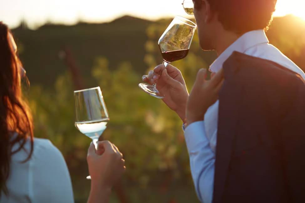 Bologna Vineyard premium wine tasting experience
