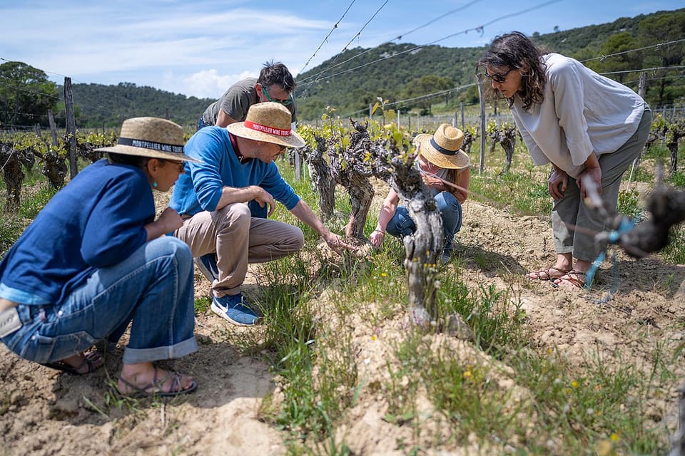 Visit the vineyards of Pic Saint Loup in Languedoc wine region, during wine tour in France