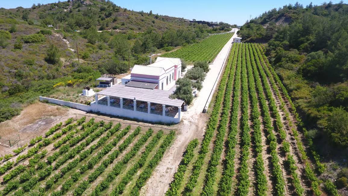 After visiting the local winery on the island of Rhodes, taste wines led by a sommelier