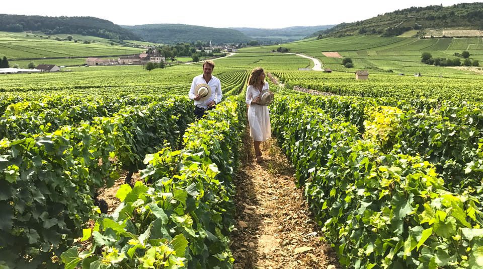 Vineyards visit on a Burgundy region winery tour