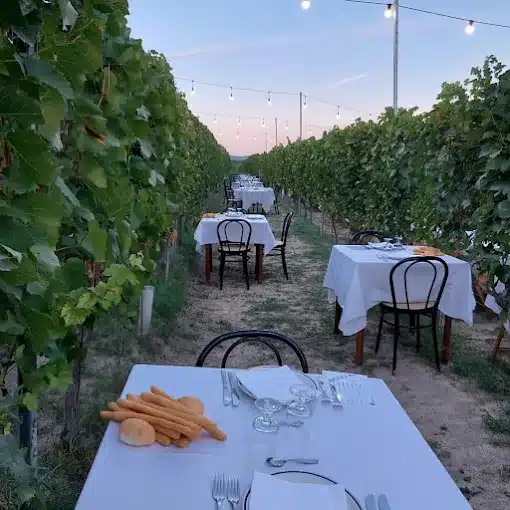 wine and dinner in rows of vineyards of winery in Alba