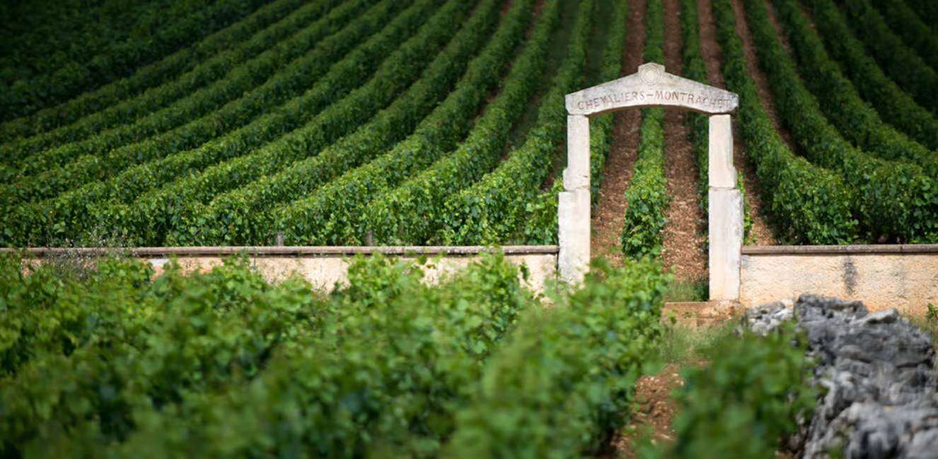view of Chevalier Montrachet Burgundy vineyards