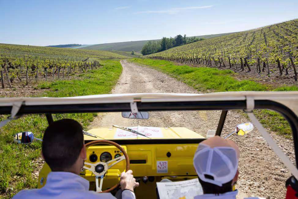 Driving trough the small roads of Chablis and its vineyards onboard of an electrical mehari car