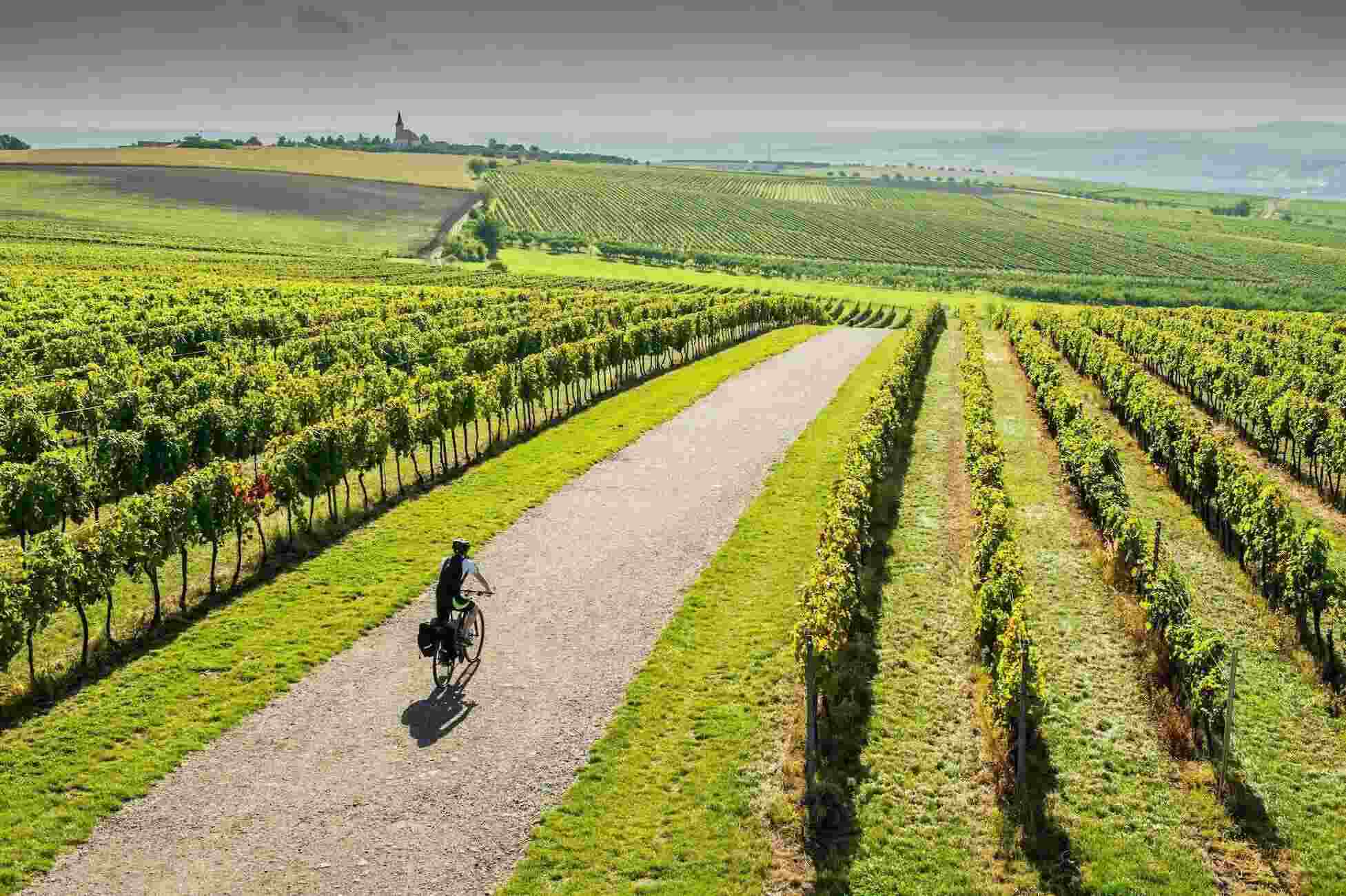 Bike riding in Moravian Tuscany vineyards