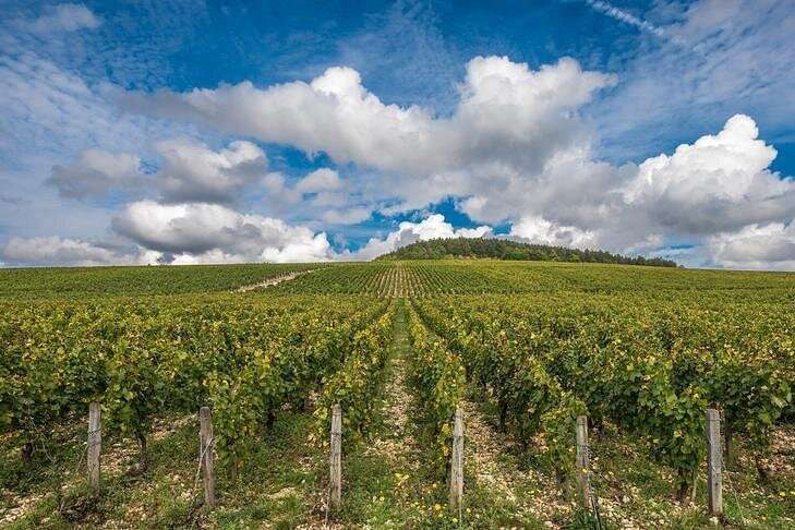 Chablis vines in Burgundy wine region landscapes