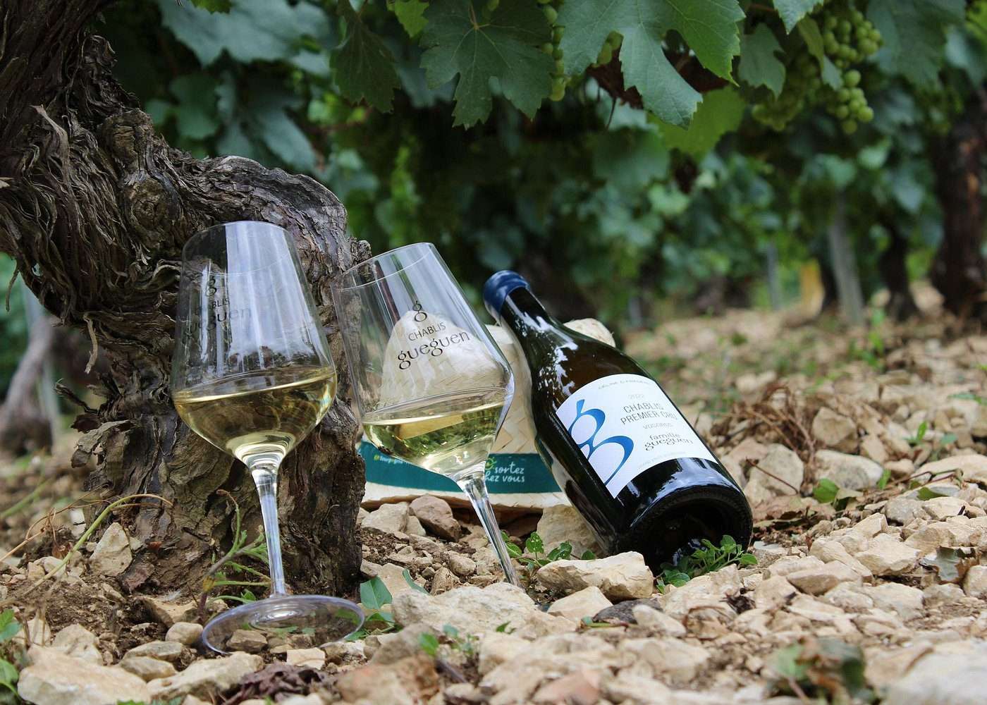 Gueguen domain's wines tasted in Vhablis vineyard