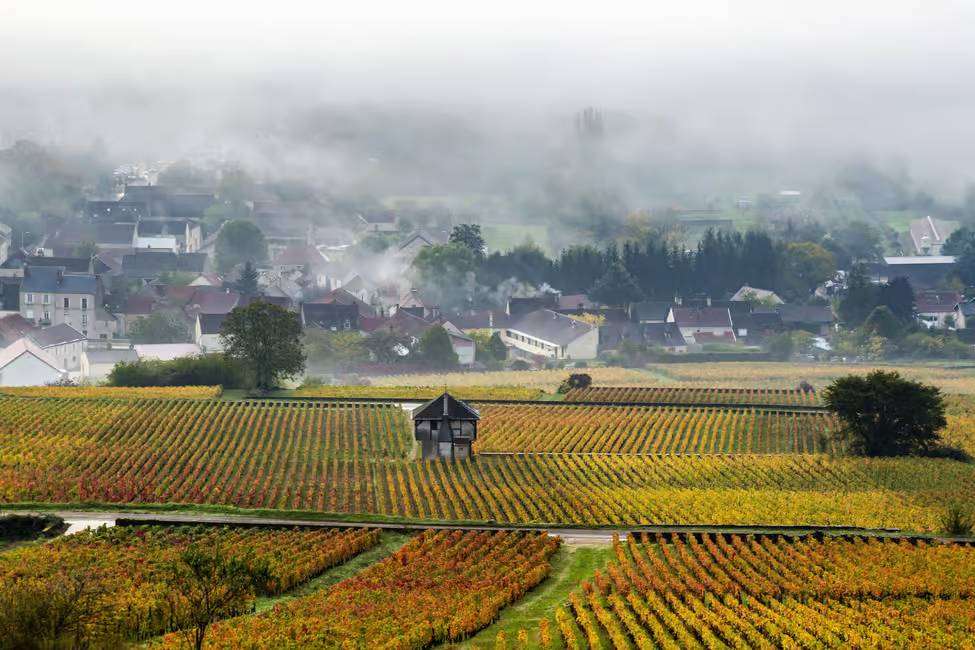 Morning mist in vineyards of cote de Beaune, Burgundy