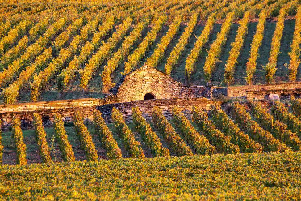 golden hours in Beaune vineyards morning tour