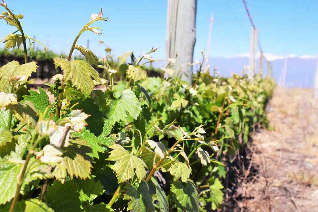 Bisit of vineyards in Mendoza wine region, Mendoza Half-Day Wine Tour with Olive Oil Tasting