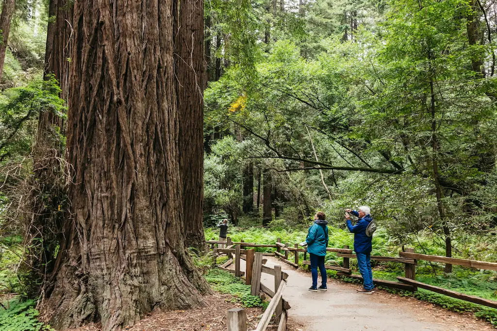Walk in Muir Woods , on away to Napa and Sonomawine tour